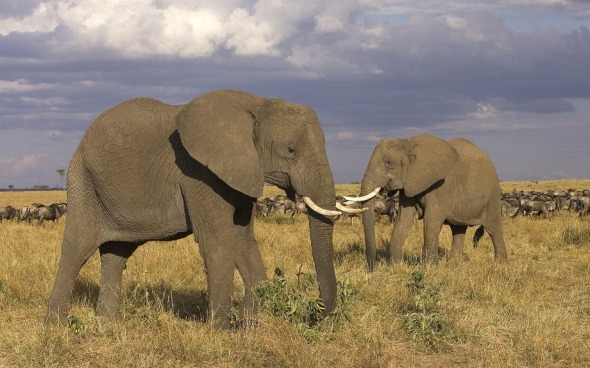 Masai_Mara_-_African_elephant_wallpaper_1440x900