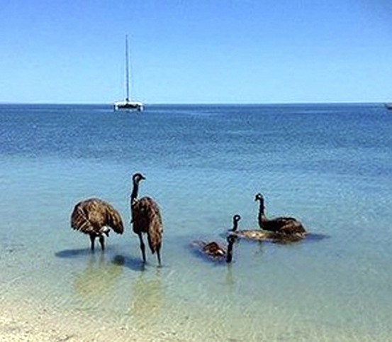 Emus love water!