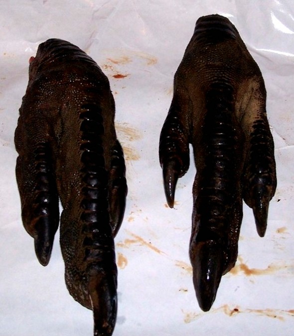 Emu feet - Indian Emu farms usually amputate the centre toe, without anesthetic.