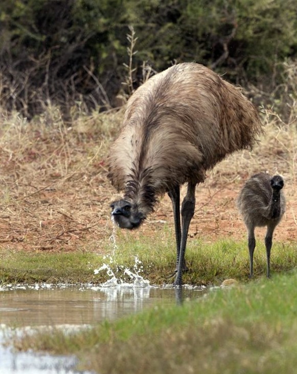 Mother Emu and her chick.