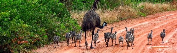Emu and chicks in their natural environment.