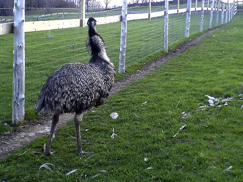 Typical Emu fencing needed for pet Emus.