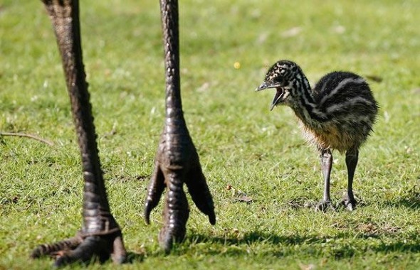 Emu mother and chick.