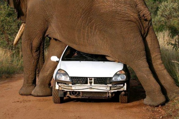 Several photos were taken of this itchy elephant, scratching himself against the car. Next time the tourist will allow an elephant to have the right of way.