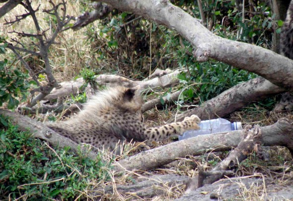 Baby cub with an empty plastic bottle. If the cub eats the plastic it will kill him.