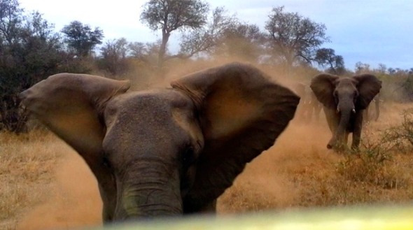 Elephant charging a car in Kruger National Park.
