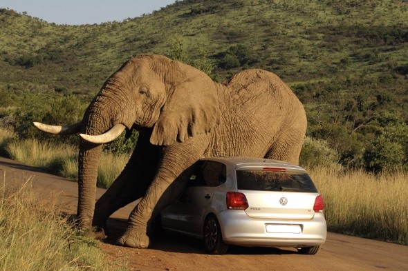 Itchy elephant scratching himself on a tourist's car which would not move out of his way. 