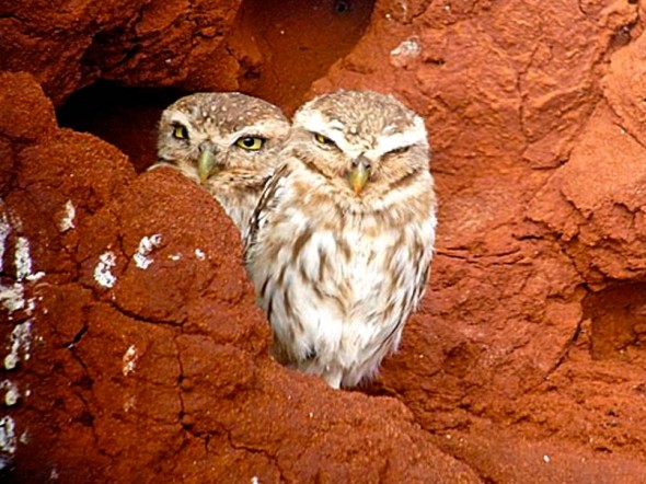 Termite mounds are home to many animals, including owls. 