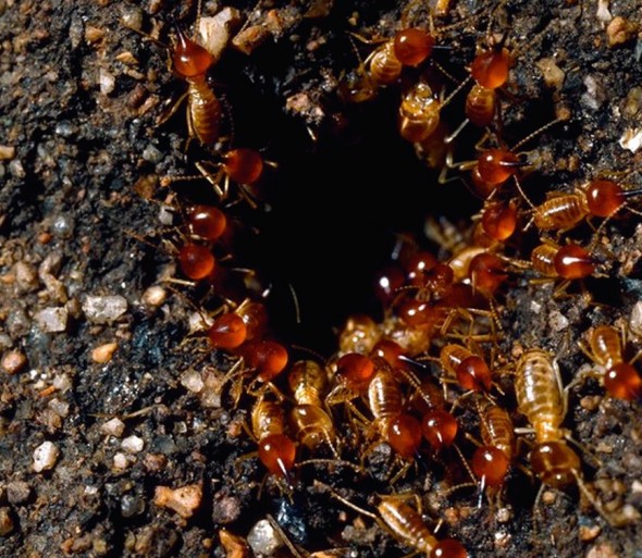 Soldier termites stand guard as workers close up the entry hole.