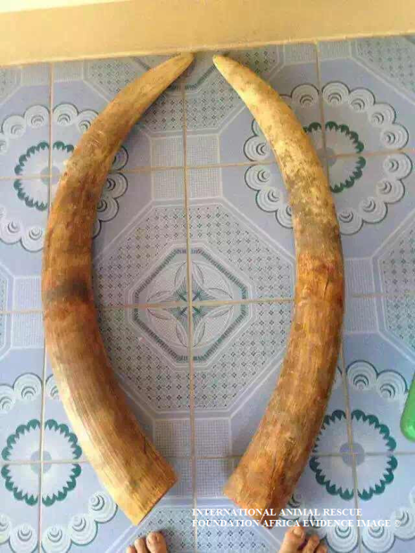 Trader casually sells large non-permitted ivory tusks online. $100USD per/kilo