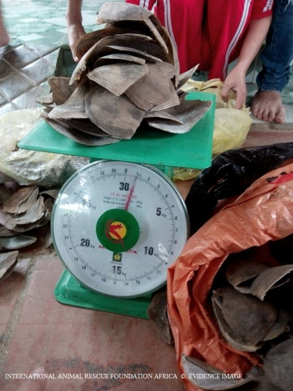 Teenage wildlife traders dealing in pangolin scales.