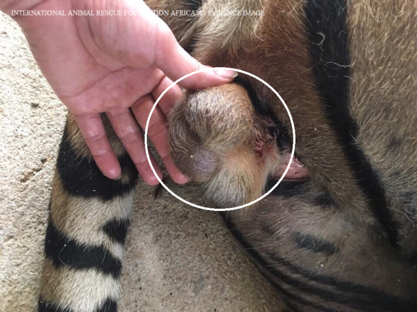 Tiger testicles examined by trader before being cut off.